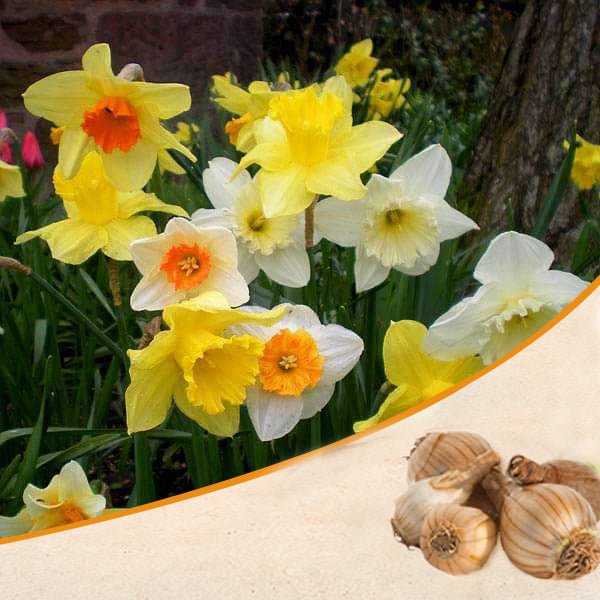 Daffodil Bulbs